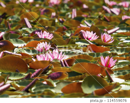 植物園の池に咲く睡蓮の花 114559076
