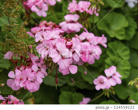 花壇に咲くピンク色のゼラニウム 花壇に咲くピンク色のゼラニウム 114559122