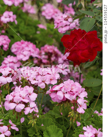赤い薔薇とピンクのゼラニウム 赤い薔薇とピンクのゼラニウム 114559127