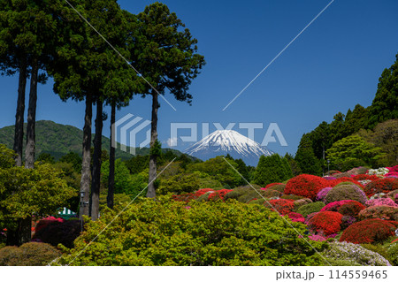 富士山とツツジを山のホテルの庭園から望む・箱根（神奈川県） 114559465