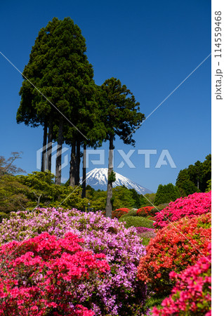 つつじと富士山を山のホテルの庭園から望む・箱根（神奈川県） 114559468