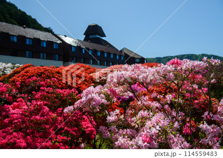 山のホテル　庭園のつつじと五月晴れ・箱根（神奈川県） 114559483