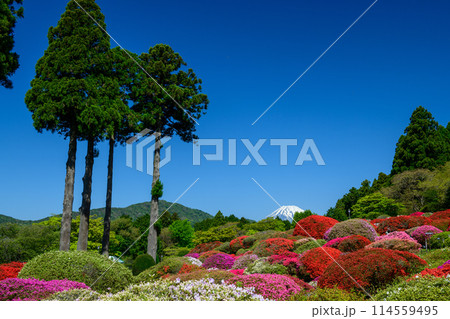 山のホテルの庭園のツツジと富士山・箱根（神奈川県） 114559495
