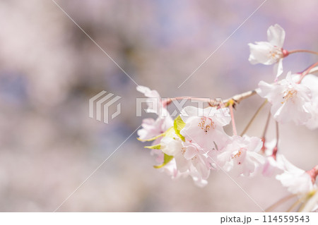 枝垂れ桜　アップ 114559543