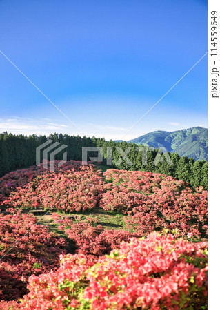 葛城山の一目百万本のつつじ 葛城山の一目百万本のつつじ 114559649
