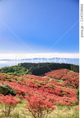 葛城山の一目百万本のつつじ 葛城山の一目百万本のつつじ 114559668