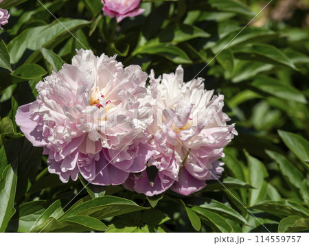 植物園に咲くシャクヤクの花のクローズアップ 植物園に咲くシャクヤクの花のクローズアップ 114559757