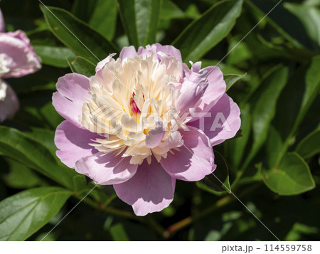 植物園に咲くシャクヤクの花のクローズアップ 植物園に咲くシャクヤクの花のクローズアップ 114559758