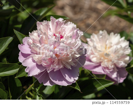 植物園に咲くシャクヤクの花のクローズアップ 植物園に咲くシャクヤクの花のクローズアップ 114559759