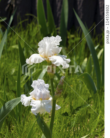 白いアヤメの花「クニコ」 白いアヤメの花「クニコ」 114559802