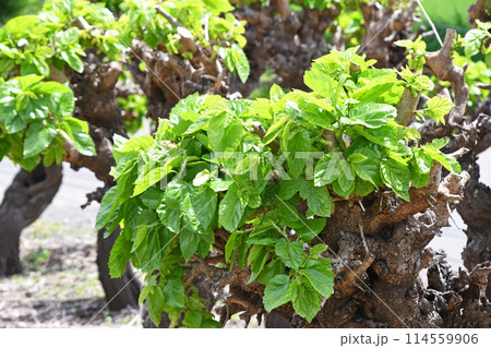 桑の若葉 114559906