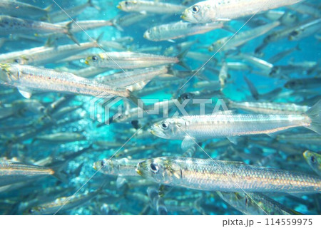 澄みきった銀色のイワシが大きな塊で泳ぐ姿は感動です 114559975
