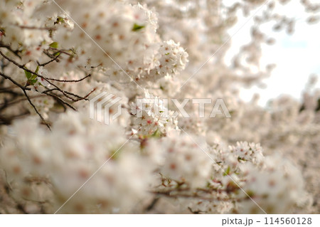 夕日に照らされる桜 114560128