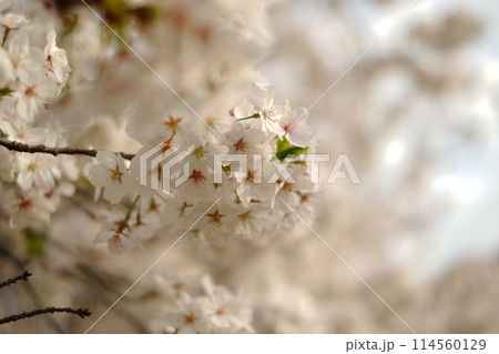 桜の花が咲いた 114560129