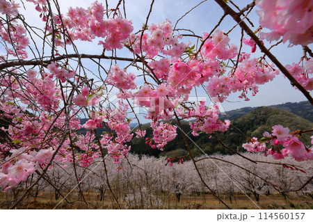 埼玉県秩父郡東秩父村坂本　山一面を桜が覆う「虎山の千本桜」のベニシダレザクラとソメイヨシノ 114560157