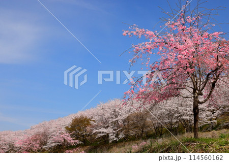 埼玉県秩父郡東秩父村坂本　山一面を桜が覆う「虎山の千本桜」のベニシダレザクラとソメイヨシノ 114560162