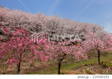 埼玉県秩父郡東秩父村坂本　山一面を桜が覆う「虎山の千本桜」のベニシダレザクラとソメイヨシノ 114560163