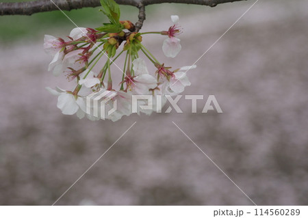 公園の桜と道に散った花びら 114560289