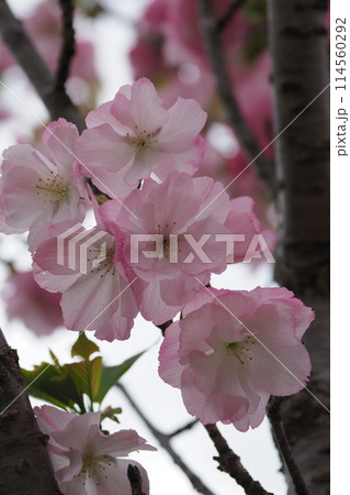八重桜の花 八重桜の花 114560292