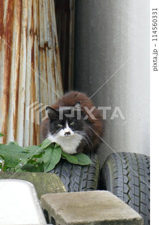 廃タイヤの上の野良猫 114560331
