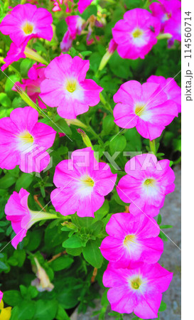 ピンク色のペチュニアの花の満開の風景 114560714