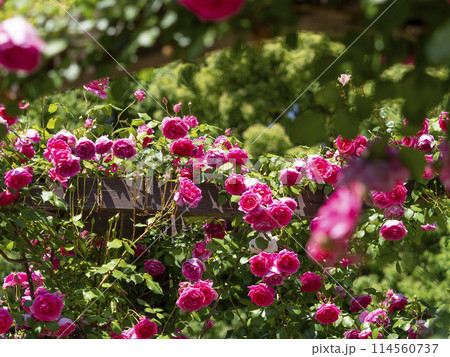 満開の薔薇が咲く薔薇園の風景 114560737