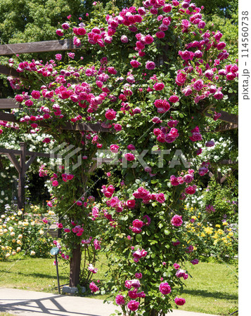 満開の薔薇が咲く薔薇園の風景 114560738