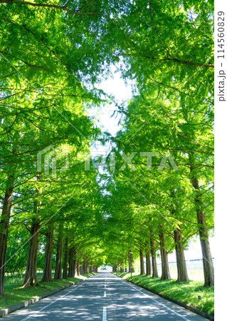 新緑のメタセコイア並木道 114560829