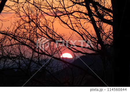 枝の隙間に沈む太陽 114560844