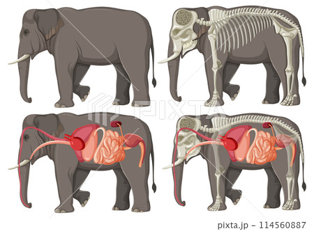 Elephant Anatomy and Physiology Illustration 114560887