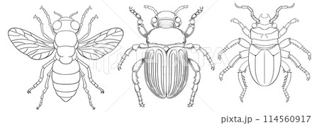 Detailed Insect Vector Illustrations Set 114560917