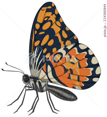 Colorful Butterfly Vector Illustration Colorful Butterfly Vector Illustration 114560944