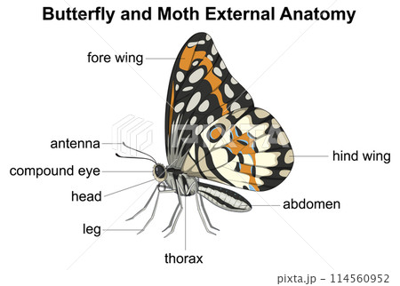 Butterfly and Moth Anatomy Diagram Butterfly and Moth Anatomy Diagram 114560952