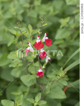 植物園に咲くチェリーセージ 114560968