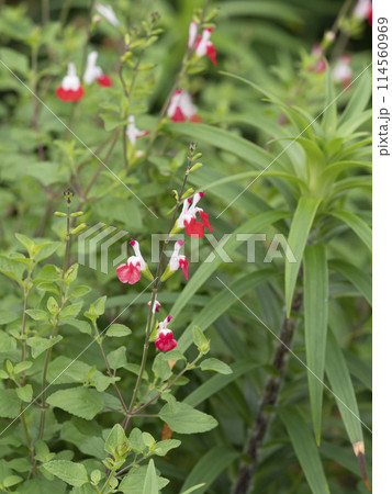 植物園に咲くチェリーセージ 114560969