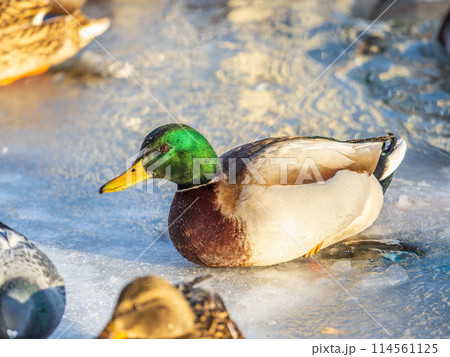 Colorful mallard drake standing on ice. Male wild duck on a frozen river. Waterbirds in winter. 114561125