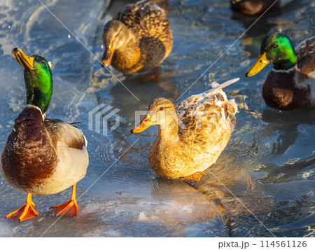 Flock of ducks playing and floating on winter ice frozen city park pond. Birds in winter gulls, ducks swim in a partly frozen lake 114561126