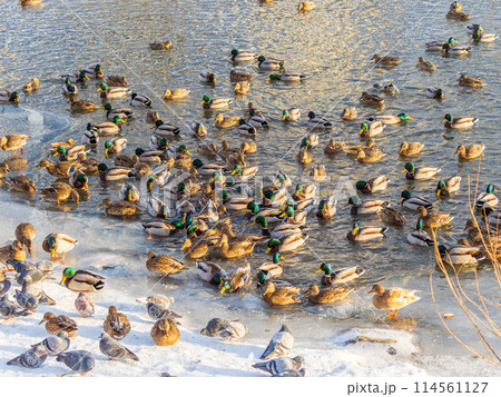 Flock of ducks playing and floating on winter ice frozen city park pond. Birds in winter gulls, ducks swim in a partly frozen lake 114561127