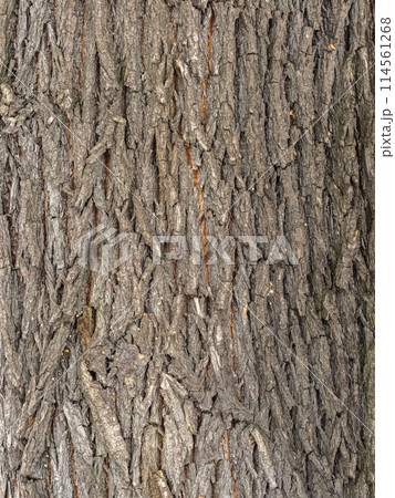 The texture of the bark of an old willow. Detailed bark texture. Natural background 114561268
