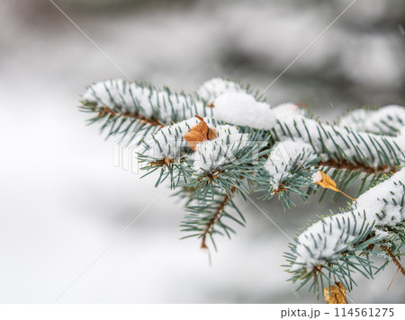 Green fir branches in winter covered with snow. Branches of fir tree as background. Frosty spruce branches. Outdoor with snowy winter nature. Forest landscape 114561275