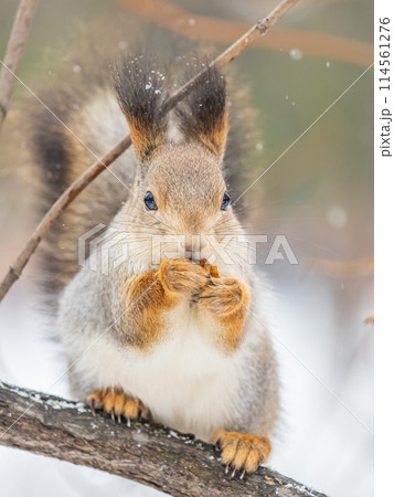 The squirrel with nut sits on tree in the winter or late autumn 114561276
