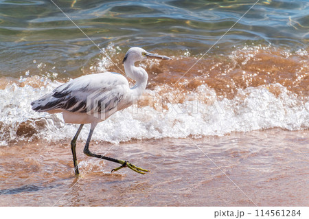 White Western Reef Heron (Egretta gularis) at Sharm el-Sheikh beach, Sinai, Egypt 114561284