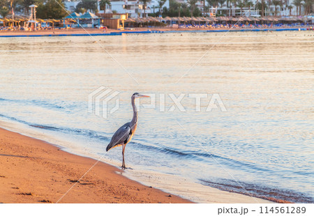 Gray heron fishing on the beach of the Red Sea. Naama Bay beach, Sharm El Sheikh, Egypt Gray heron fishing on the beach of the Red Sea. Naama Bay beach, Sharm El Sheikh, Egypt 114561289