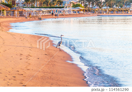 Gray heron fishing on the beach of the Red Sea. Naama Bay beach, Sharm El Sheikh, Egypt Gray heron fishing on the beach of the Red Sea. Naama Bay beach, Sharm El Sheikh, Egypt 114561290