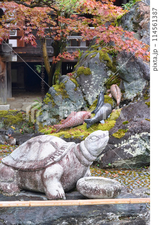 京都　松尾大社　神使の庭　亀と鯉（京都府京都市西京区） 114561387