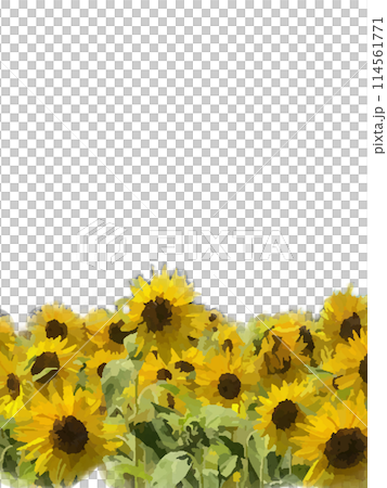 Sunflower field -1 114561771