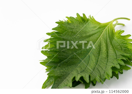 大葉 大葉 114562000