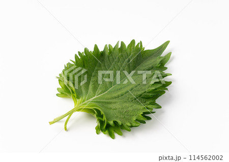 大葉 大葉 114562002
