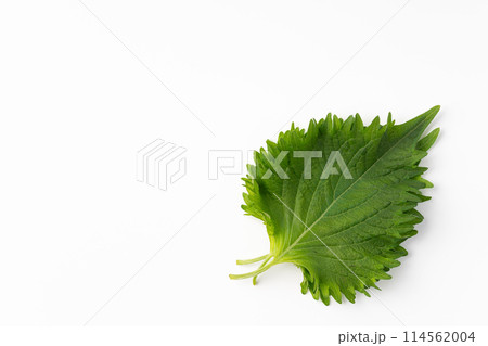 大葉 大葉 114562004