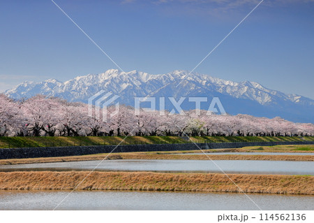 富山県下新川郡朝日町舟川新　舟川べり桜並木と残雪の飛騨山脈北アルプス立山連峰 114562136